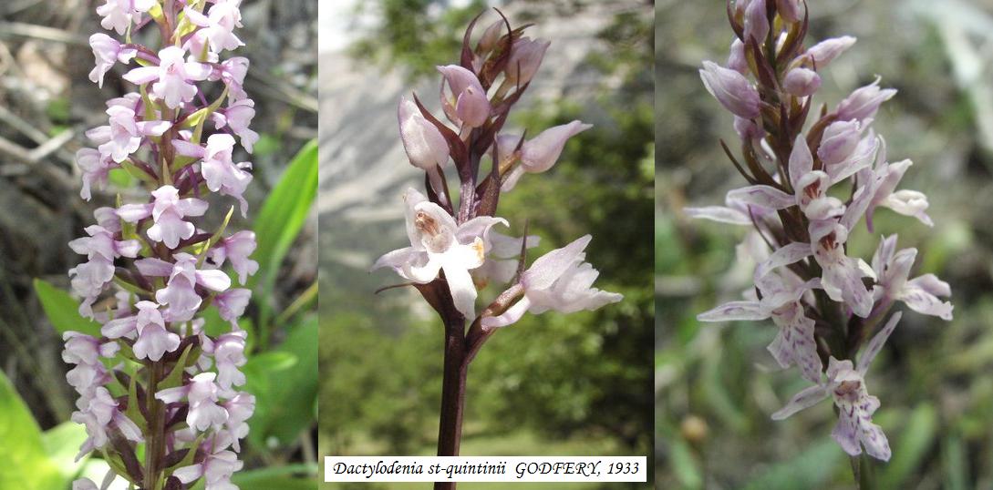 X Dactylodenia st-quintinii